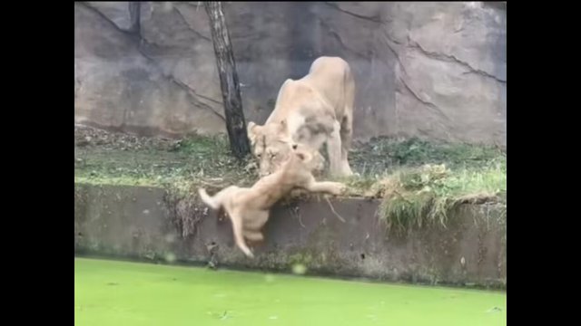 Mother lion desperate to save her cub [VIDEO]