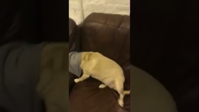 Dog putting balaclava on so funny [VIDEO]