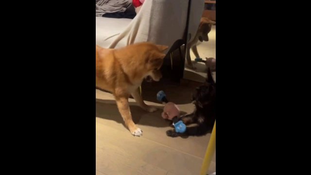 Dog tries to persuade newly adopted dog to play with him [VIDEO]