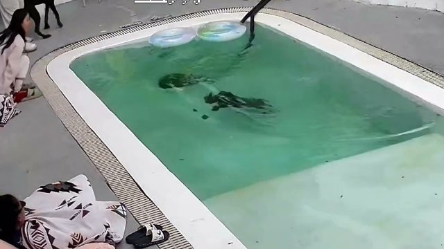 Non-Swimming Dog Fell in the Pool... Twice [VIDEO]