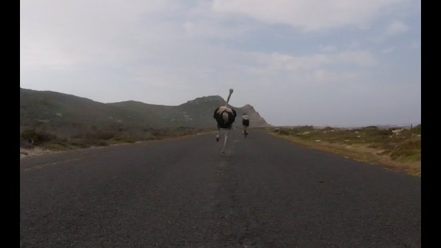 Cyclists chased by an ostrich [VIDEO]
