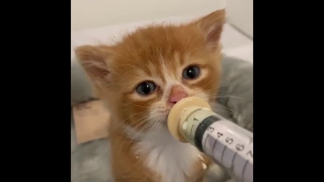 Cute kittens eating & drinking water