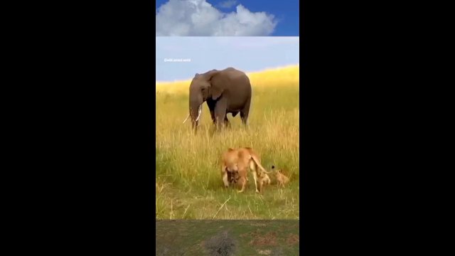 Elephant attacks a lioness and spares the cubs [VIDEO]
