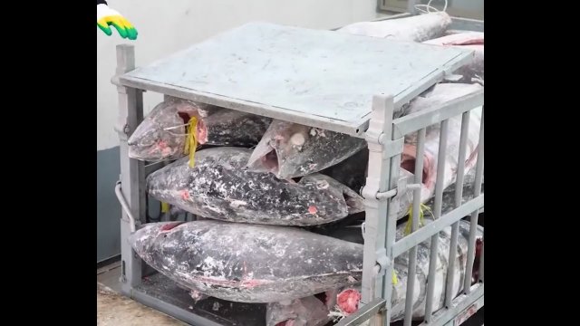 Mass production of huge frozen tuna [VIDEO]