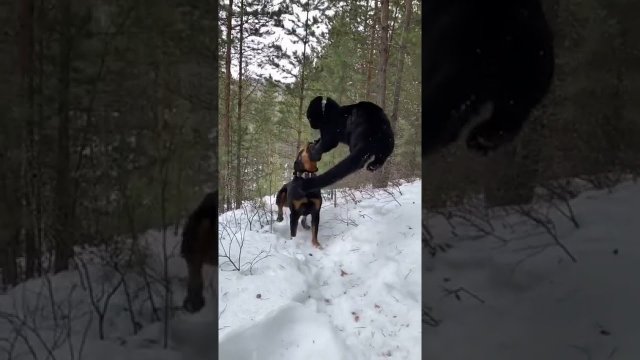 Black panther best friends with Rottweiler dog