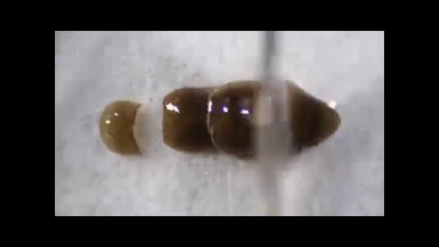 Regeneration process of Planaria [VIDEO]