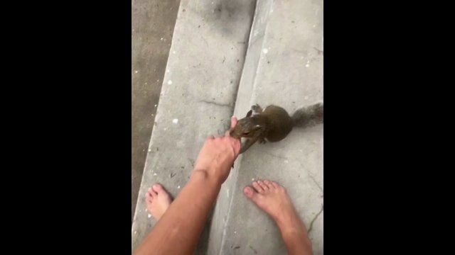 The squirrel takes the woman to her nest to show her babies [VIDEO]