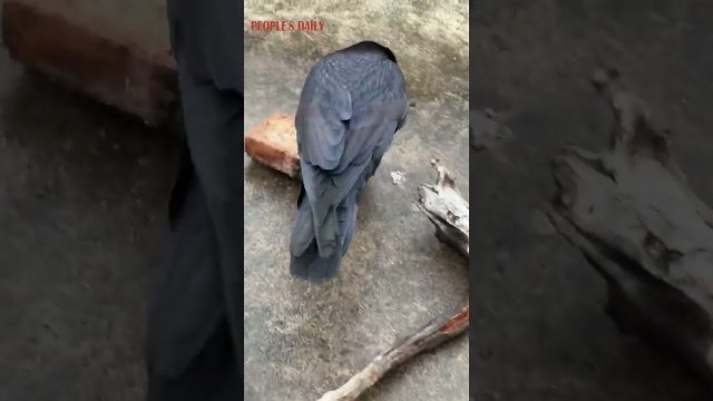 Smart crow tried to crack a walnut with a brick [VIDEO]
