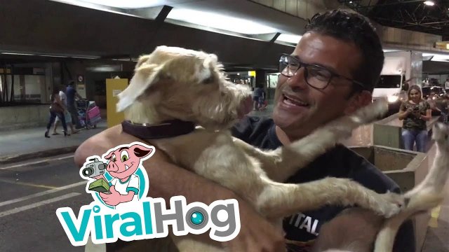 Dog went crazy with happiness at the sight of its owner