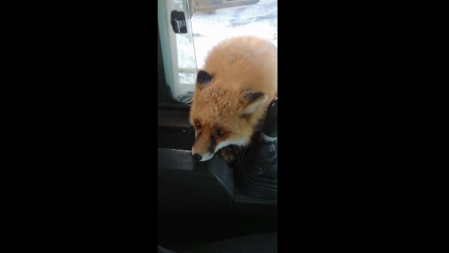 A hungry fox came for food to the workers in Irkutsk