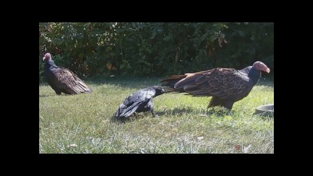 Clever crow outsmarts TWO turkey vultures with ONE move [VIDEO]