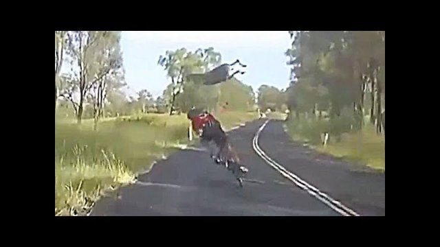 Kangaroo crashes into cyclist in Queensland