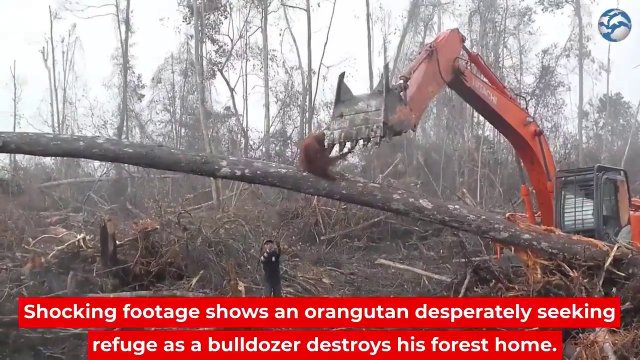 The orangutan tries to fight off a bulldozer that destroys its forest