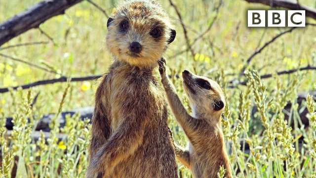 Spy meerkat helps babysit [VIDEO]