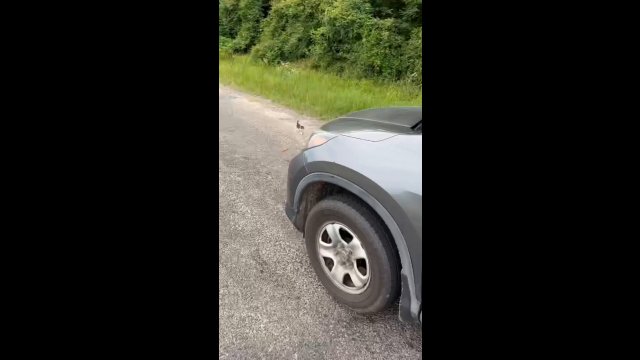Man stops to rescue kitten and gets surprised [VIDEO]