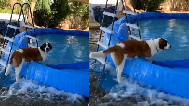 Dog destroys owner’s pool and floods entire backyard