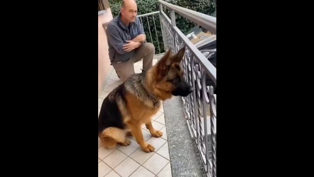 Dogs reaction to seeing its owner after three years [VIDEO]