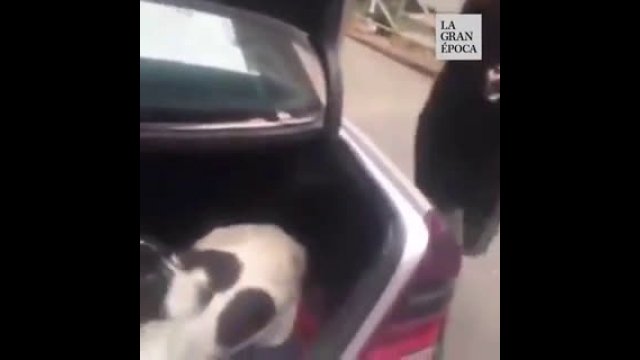 Man finds his dog after 3 years