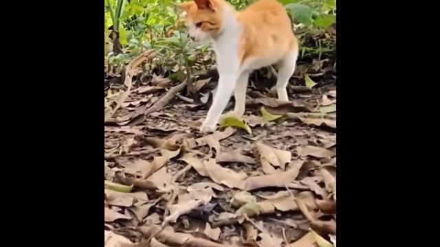 Cats are seven times faster than snake [VIDEO]