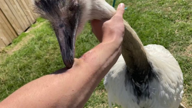 How To Survive A Rhea Attack