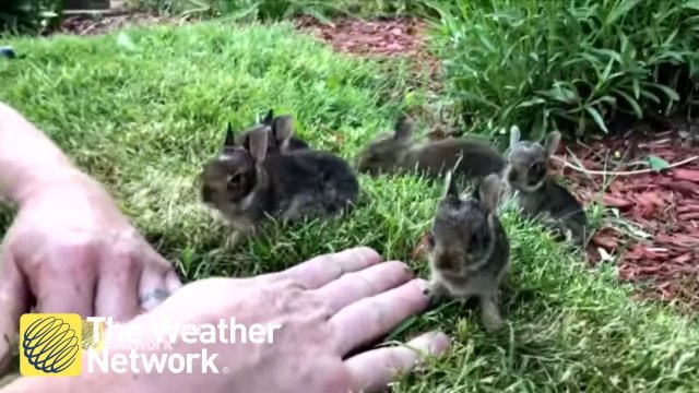 Man coaxes nest of 6 cute baby bunnies out from his garden