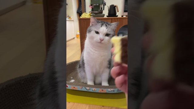 When a greedy cat meets a stingy owner [VIDEO]