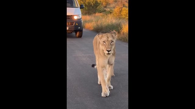 Mom and her tiny cub cause a wildlife traffic jam on the road [VIDEO]