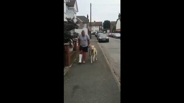 The dog imitates the behavior of the owner