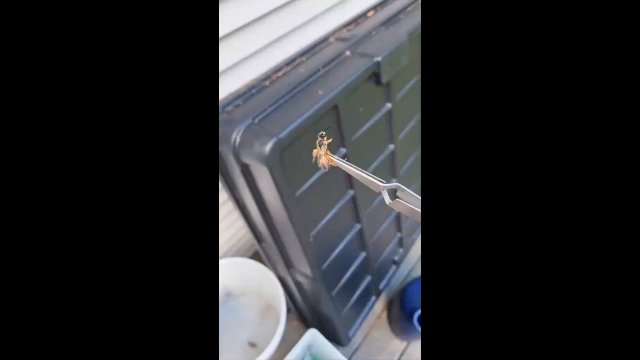 That spider wasted NO time showing that wasp wassup [VIDEO]