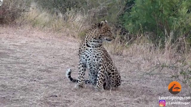 Leopard Mother Teaching Her Two Cubs To Cross Road