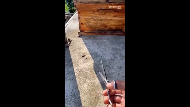 Beekeeper protecting his bees from being attacked by hornets [VIDEO]