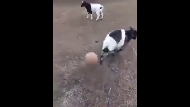 The ball brutally fouls a goat