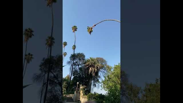 Man Risks His Life By Cutting 100-Foot Californian Palm Tree