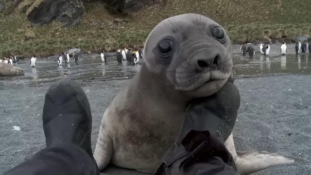 Little curious seal