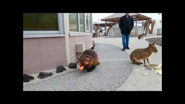 Father beaver carries carrots for his family