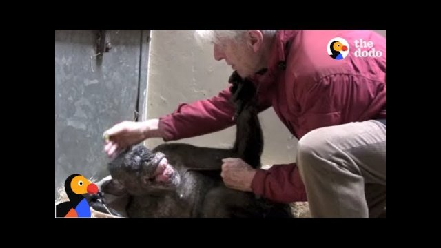Dying Chimp Says Goodbye To Old Friend [VIDEO]
