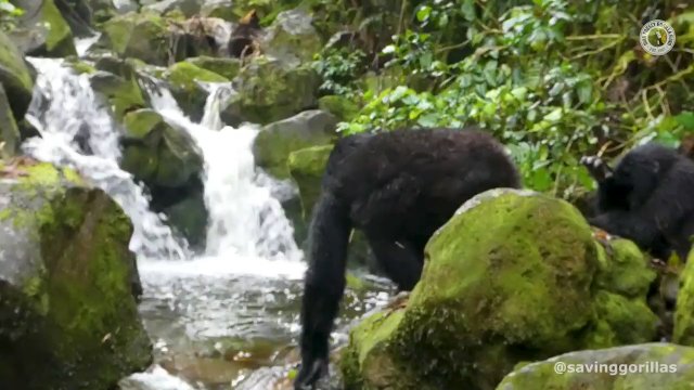A family of Gorillas crossing a river, one by one [VIDEO]