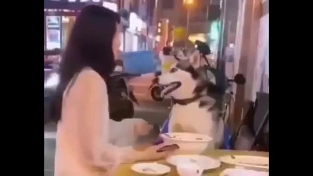 A romantic dinner with ... a dog
