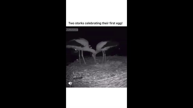This stork couple celebrates their first egg.