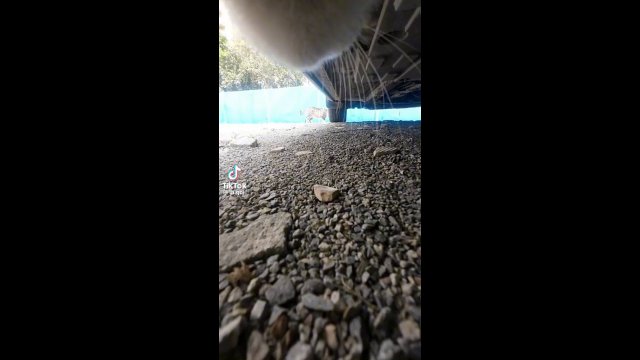 Cat chase POV [VIDEO]