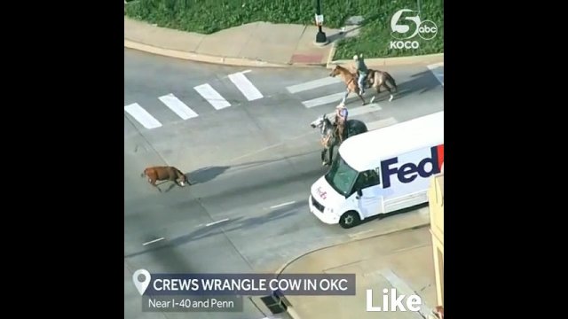 Helicopter footage of a loose cow being wrangled by cowboys [VIDEO]