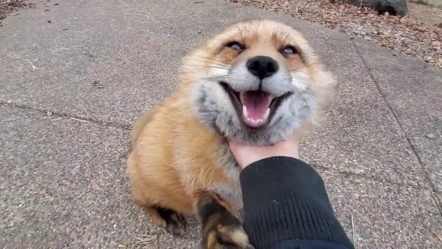Finnegan Fox chats while being scratched [VIDEO]