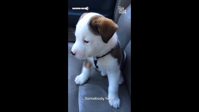 Puppy gets angry at his own hiccups [VIDEO]