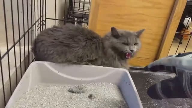Homeless Cat Transformation!