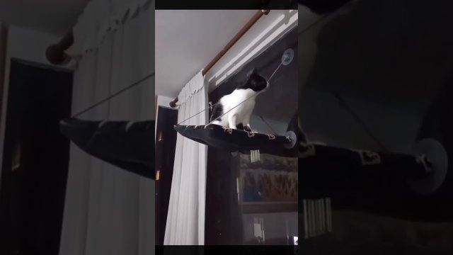 Cat experiences true regret [VIDEO]