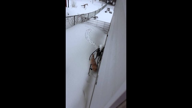 Cat regrets going out in snowstorm