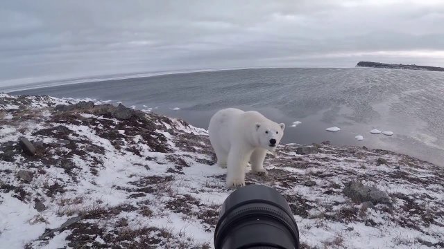 Photographer versus polar bear.