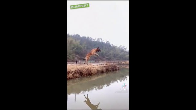 This Belgian Malinois and a nice jump