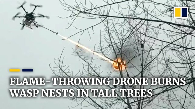 Flame-throwing drone burns wasp nests in tall trees in China