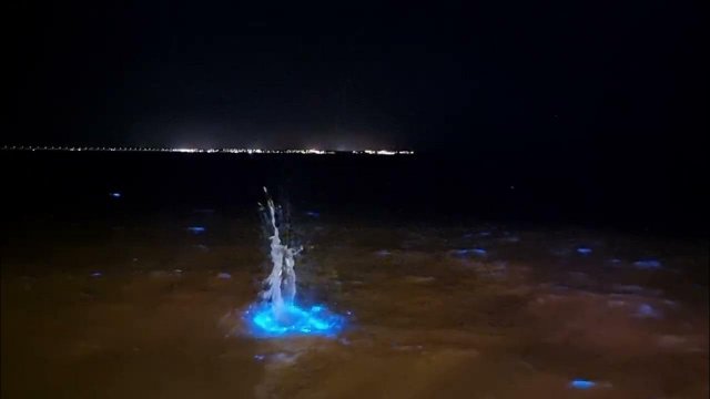 Phytoplankton Causing Bioluminescent Water